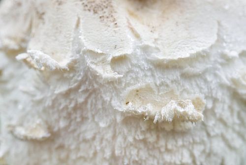 De groenporige gifparasolzwam