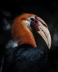 Papua-Jahresvogel