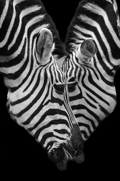 Zebra close-up portret | Zwart wit, Afrika, wildlife van Monique Tekstra-van Lochem