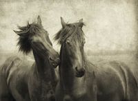 Horses don't whisper, they just talk.