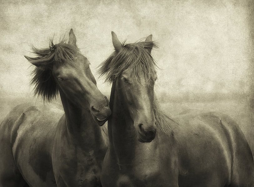 Les chevaux ne chuchotent pas, ils parlent. par Lars van de Goor