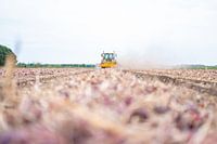 Onion harvesting (agriculture)