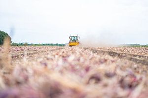 Uienrooien (landbouw) van Sander Huibers