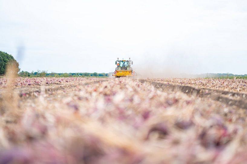 Onion harvesting (agriculture) by Sander Huibers
