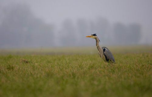 Blauwe reiger