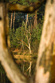 Paysages d'automne aux Oisterwijkse Vennen