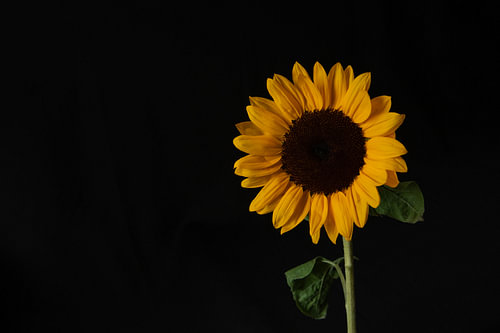 Ochre Solace