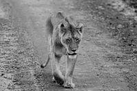 The careless lioness