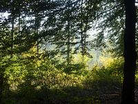 Bomen met zonlicht