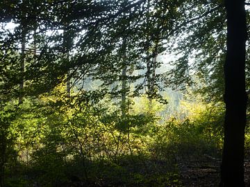 Bomen met zonlicht van Ad Steenbergen