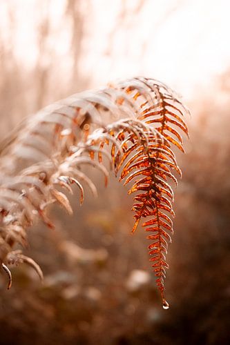 Herfstbladeren  met dauwdruppel