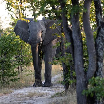 Nieuwsgierige olifant van Anja Veurink