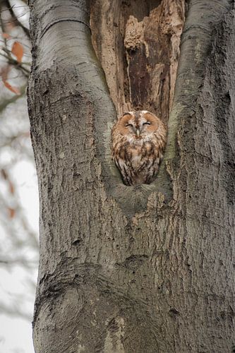 Roestende bosuil in de boom