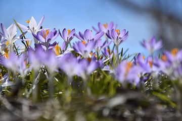 The first crocuses in the garden by Claude Laprise