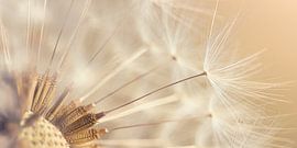 Panorama du duvet d'un pissenlit dans la lumière chaude sur Marjolijn van den Berg