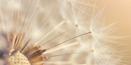 Panorama van pluisjes van een paardenbloem in het warme licht
