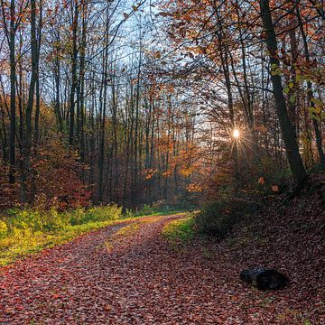 Abendspaziergang durch den herbstlichen Wald von Horst Husheer