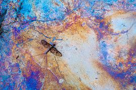 Vol d'un jour sur les bactéries du fer