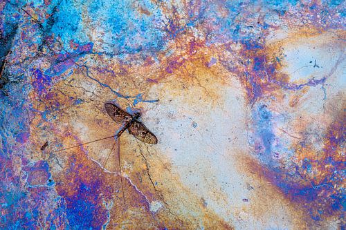 One day fly on iron bacteria