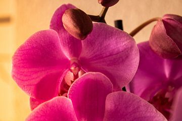 Eine rosa Orchidee von uNiek! Media - Design & Fotografie