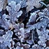 Freezing frost - winter at its best! by Rolf Schnepp