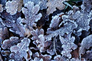 Vorst - winter op zijn best!
