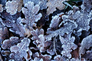 Klirrender Frost - Winter von seiner schönsten Seite! von Rolf Schnepp