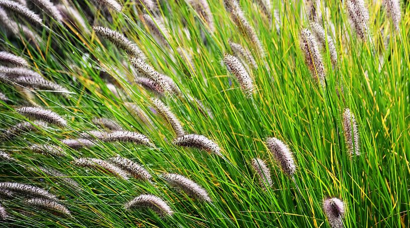 Buffalo grass in the meadow by Werner Lehmann