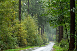 A rainy morning in Garderen by Karin van Roosmalen
