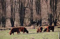 Schotse Hooglanders Broekpolder van Henk van Holten thumbnail