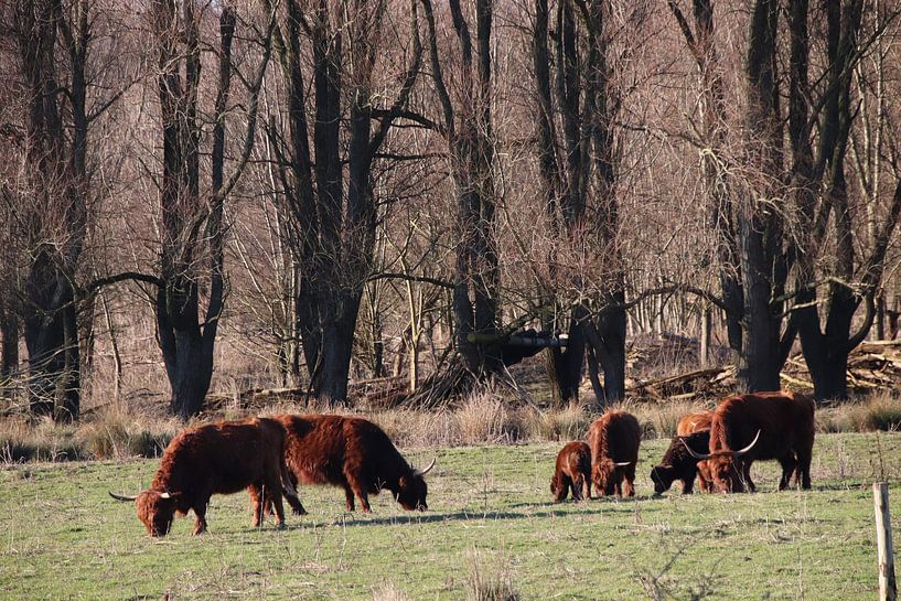 Schotse Hooglanders Broekpolder van Henk van Holten