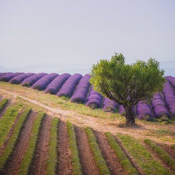 Lavender Valley by Gerrit Anema