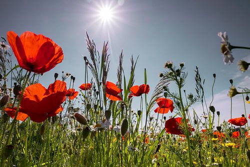 Champ de coquelicots au petit matin