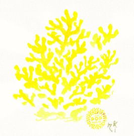 I LOVE POP MARINA - Corallo giallo su bianco by Petra Kaindel