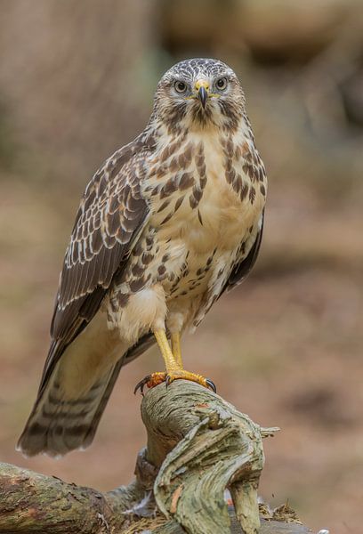 Mäusebussard von Patrick Scholten