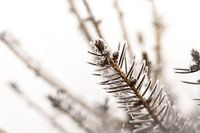 Frozen pine