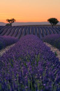 Reihen von Lavendel
