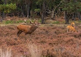 Burlend Deer (Red deer) by Merijn Loch