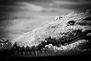 Krokodil in Schwarz und Weiß von Dennis Langendoen