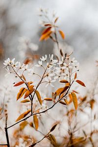 Verliefd op deze kleuren! van Tessa Dommerholt