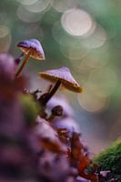 Mushrooms