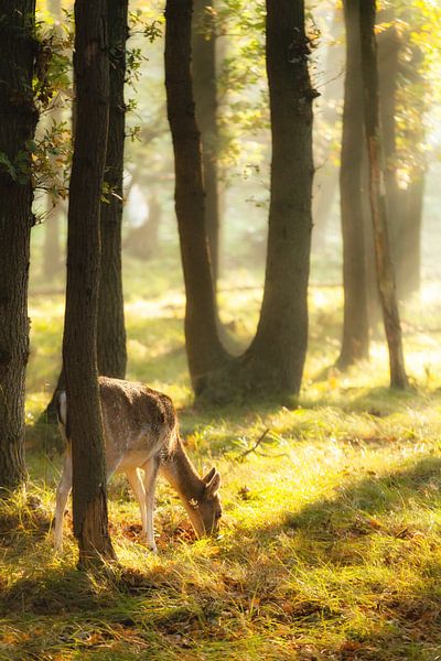 Cerf à la lumière du matin dans la forêt par R Smallenbroek