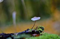 Natur