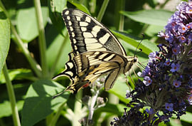 Swallowtail butterfly on a purple buddleia by Feel&Capture Photography