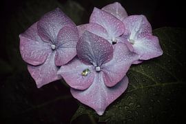 Morgentau IV von Nanouk el Gamal - Wijchers (Photonook)