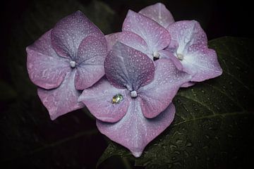 Morning dew IV van Nanouk el Gamal - Wijchers (Photonook)