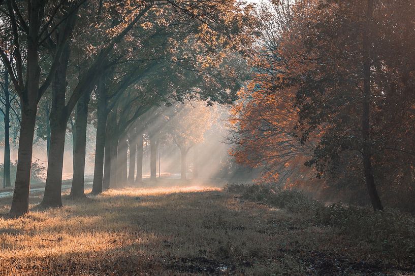 morning sun in the Schollebos by Jannie Zijderveld
