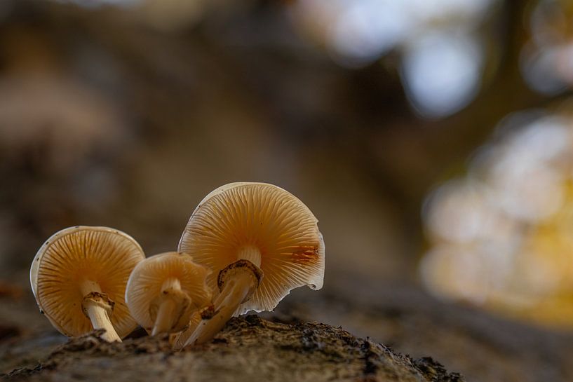 3 par peterheinspictures
