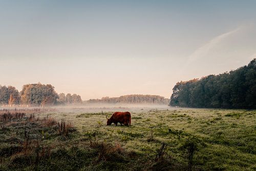 Schottische Highlander im Wald von Leeuwarder
