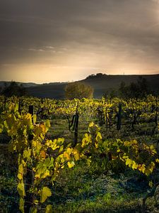 Weinberg in der Toskana in Italien mit schönen Erdfarben